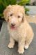 Goldendoodle Puppies for sale in Victorville, CA, USA. price: $1,500