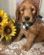 Goldendoodle Puppies for sale in Pittsburgh, PA, USA. price: $1,500