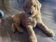 Goldendoodle Puppies for sale in San Antonio, TX, USA. price: $2,500