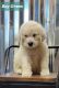 Goldendoodle Puppies for sale in Gainesville, GA, USA. price: $800