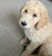 Goldendoodle Puppies for sale in Lewes, DE 19958, USA. price: $1,500