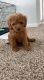 Goldendoodle Puppies for sale in Dallas-Fort Worth Metropolitan Area, TX, USA. price: NA