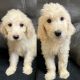 Goldendoodle Puppies for sale in Mesa, AZ, USA. price: $2,000