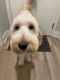 Goldendoodle Puppies for sale in Cibolo, TX, USA. price: $1,000