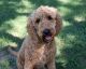 Goldendoodle Puppies for sale in Lebanon, MO 65536, USA. price: $1,700
