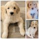 Goldendoodle Puppies for sale in Binghamton, NY, USA. price: $3,500