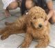 Goldendoodle Puppies for sale in Springfield, OH, USA. price: $1,800