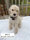 Goldendoodle Puppies for sale in Vernonia, OR 97064, USA. price: $1,200
