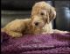 Goldendoodle Puppies for sale in Spring Hill, FL, USA. price: $1,200