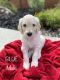 Goldendoodle Puppies for sale in St. George, UT, USA. price: $1,200