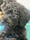 Goldendoodle Puppies for sale in Rockwood, TN 37854, USA. price: NA