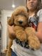 Goldendoodle Puppies for sale in Loganville, GA 30052, USA. price: $1,500