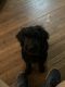 Goldendoodle Puppies for sale in 733 Broad St NW, Cleveland, TN 37311, USA. price: NA