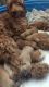 Goldendoodle Puppies for sale in Webster, TX, USA. price: NA