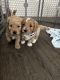 Goldendoodle Puppies for sale in Orlando, FL, USA. price: $3,000