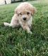 Goldendoodle Puppies for sale in Sacramento, CA, USA. price: $1,750