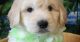 Goldendoodle Puppies for sale in Columbia, SC, USA. price: NA