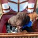 Goldendoodle Puppies for sale in Princeton, TX, USA. price: NA