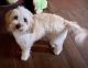 Goldendoodle Puppies for sale in Corinth, TX 76210, USA. price: $495
