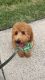 Goldendoodle Puppies for sale in Charlotte, NC, USA. price: $3,000