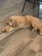 Goldendoodle Puppies for sale in Georgetown, TX, USA. price: NA