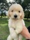 Goldendoodle Puppies for sale in 35292 Sara Ct, Locust Grove, VA 22508, USA. price: NA