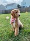 Goldendoodle Puppies for sale in Lafayette, IN, USA. price: $900