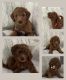 Goldendoodle Puppies for sale in Boise, ID, USA. price: NA
