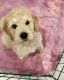 Goldendoodle Puppies for sale in Roseville, CA, USA. price: $700