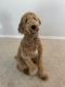 Goldendoodle Puppies for sale in Nampa, ID, USA. price: $700