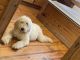 Goldendoodle Puppies for sale in Steprock, AR 72081, USA. price: NA