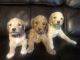Goldendoodle Puppies for sale in Creston, MT 59901, USA. price: NA