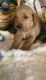 Goldendoodle Puppies for sale in Roswell, NM, USA. price: $1,400