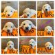Goldendoodle Puppies for sale in Clovis, CA, USA. price: NA