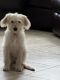 Goldendoodle Puppies for sale in Las Vegas, NV, USA. price: $1,000