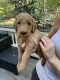 Goldendoodle Puppies for sale in Raleigh, NC, USA. price: $1,500