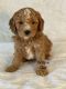 Goldendoodle Puppies for sale in Eubank, KY 42567, USA. price: $1,650