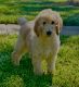 Goldendoodle Puppies for sale in Sugar Land, TX, USA. price: NA