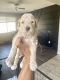 Goldendoodle Puppies for sale in 7427 Tyler Ln, Fontana, CA 92336, USA. price: $3,000