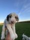 Goldendoodle Puppies for sale in Ames, IA, USA. price: $2,500