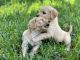 Goldendoodle Puppies for sale in Orange, CA 92867, USA. price: $700