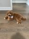 Goldendoodle Puppies for sale in Knoxville, TN, USA. price: $900
