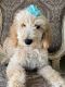 Goldendoodle Puppies for sale in Knoxville, TN, USA. price: $695