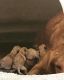 Goldendoodle Puppies for sale in West Covina, CA, USA. price: NA
