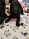 Goldendoodle Puppies for sale in Blanchester, OH 45107, USA. price: NA