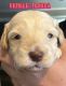 Goldendoodle Puppies for sale in Port Huron, MI, USA. price: $1,500