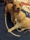 Goldendoodle Puppies for sale in Leesburg, FL, USA. price: $2,000