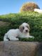 Goldendoodle Puppies for sale in Kendallville, IN 46755, USA. price: NA