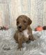 Goldendoodle Puppies for sale in Fulton, KY 42041, USA. price: NA