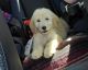 Goldendoodle Puppies for sale in Seymour, MO 65746, USA. price: NA